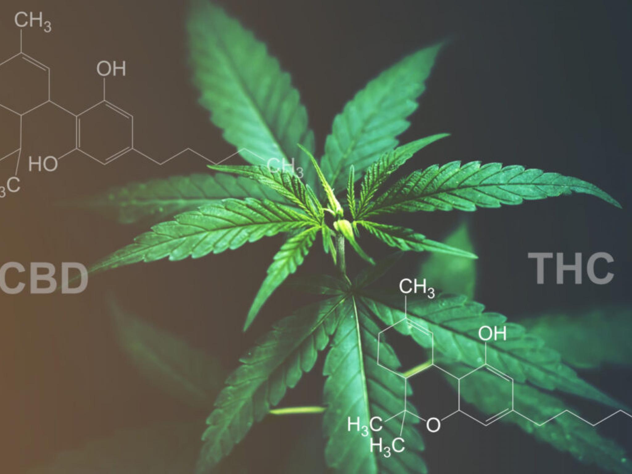 영국, CBD 신규식품 승인...글로벌 산업 새 기준 제시