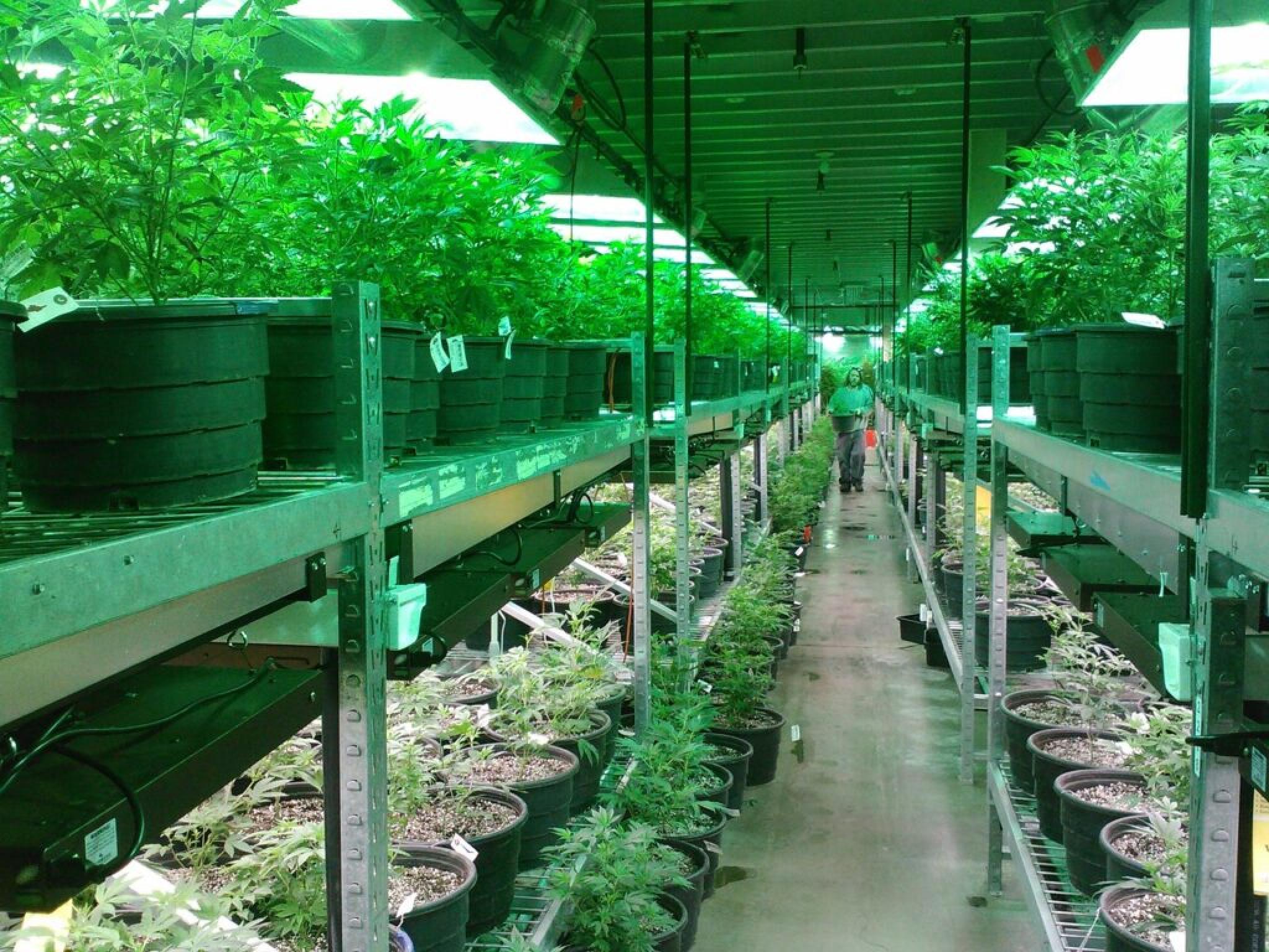 美 미주리주 대규모 대마초 제품 리콜 재발... 13만5천개 제품 격리