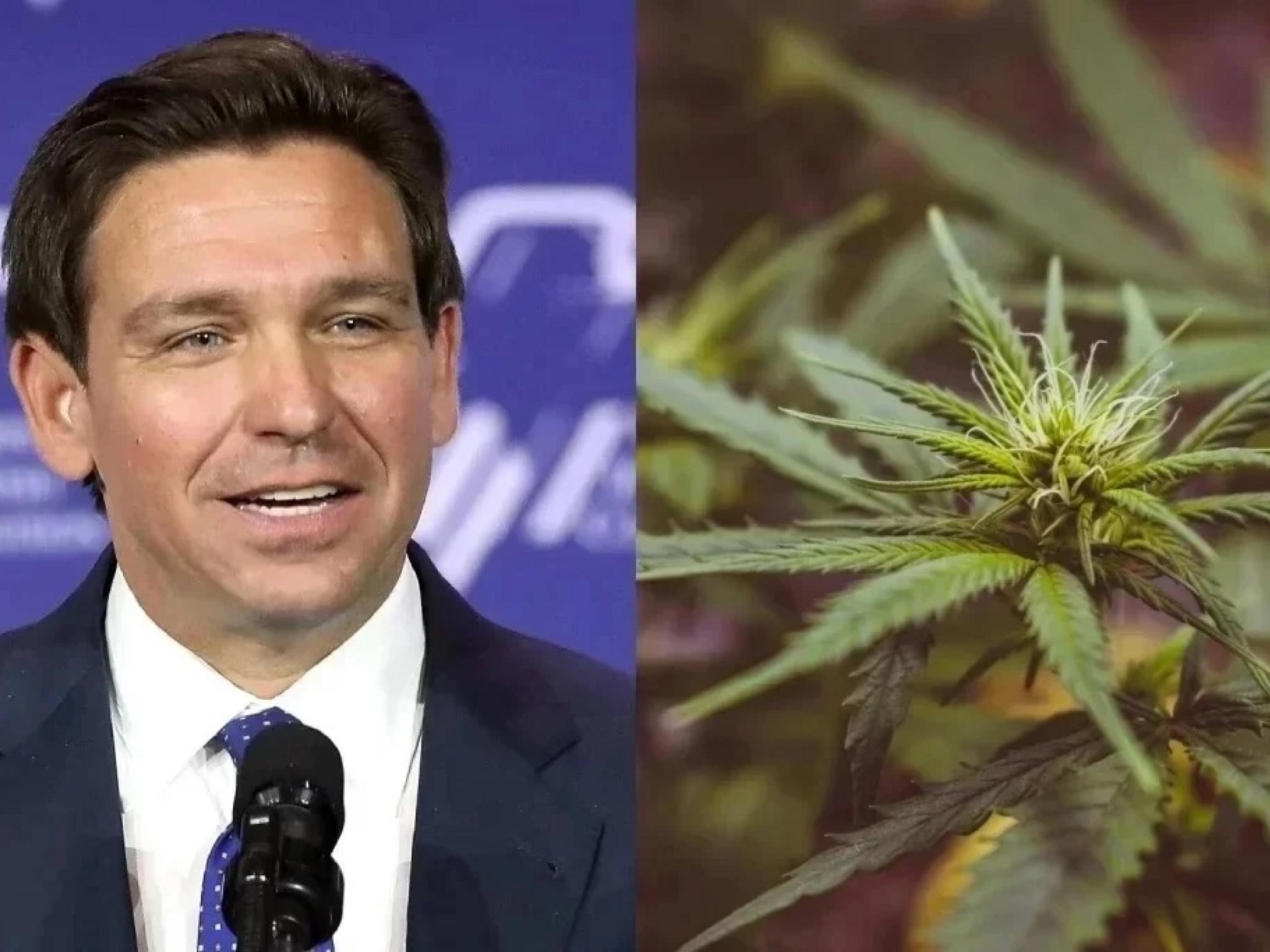  ron-desantis-staffer-peeved-floridas-cannabis-legalization-initiative-has-no-home-grow-provision--shocked-well-explain 