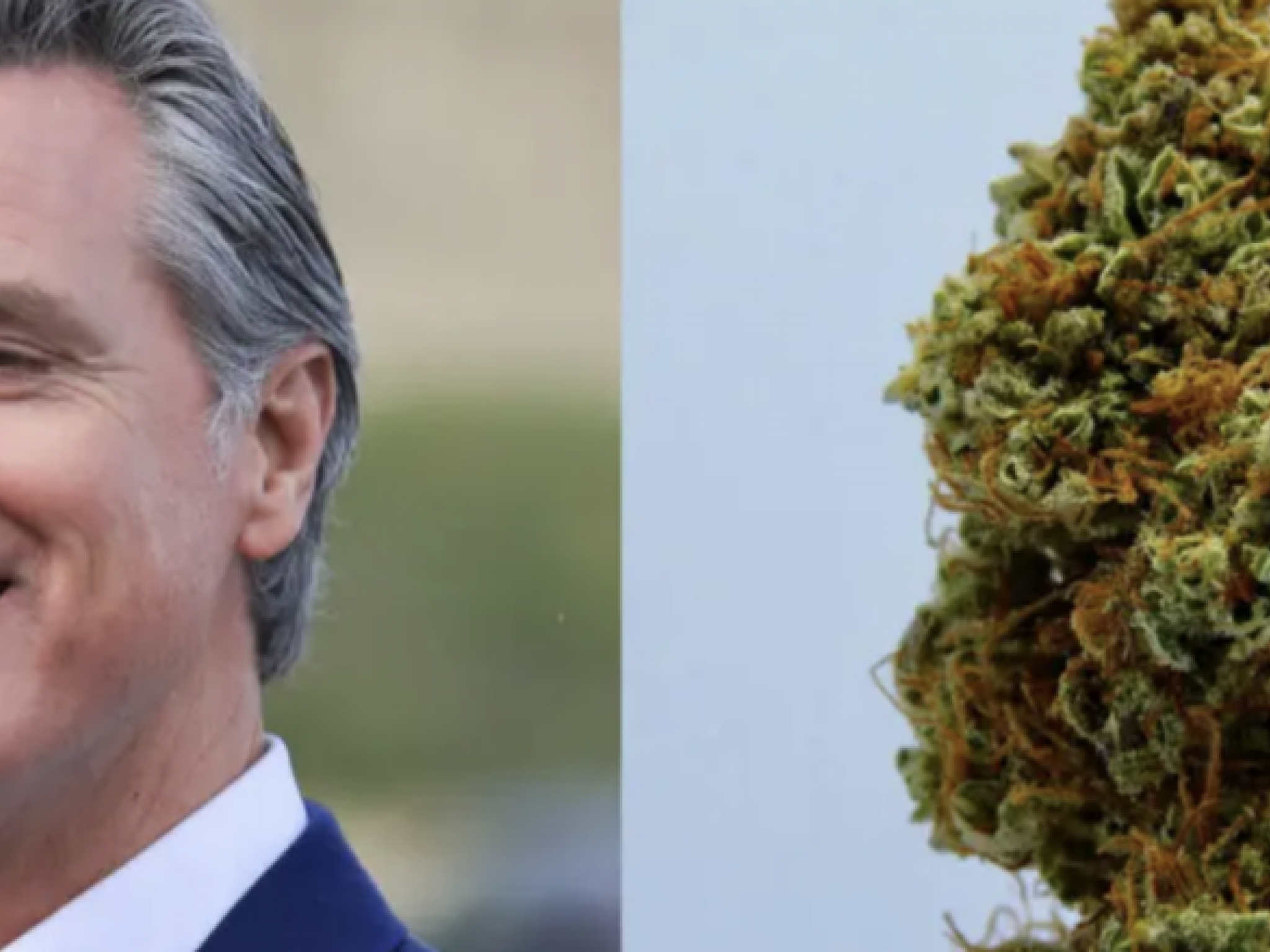 뉴섬 주지사, 대마 THC 전면금지... 캘리포니아 10억달러 산업 `흔들`