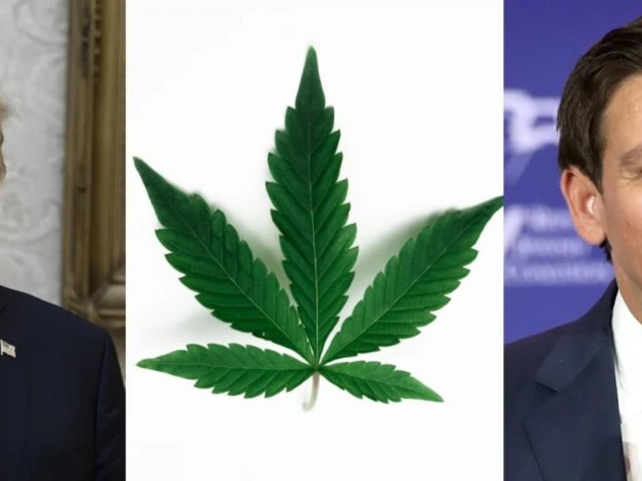  desantis-vs-trump-over-florida-cannabis-legalization-guess-whos-winning 