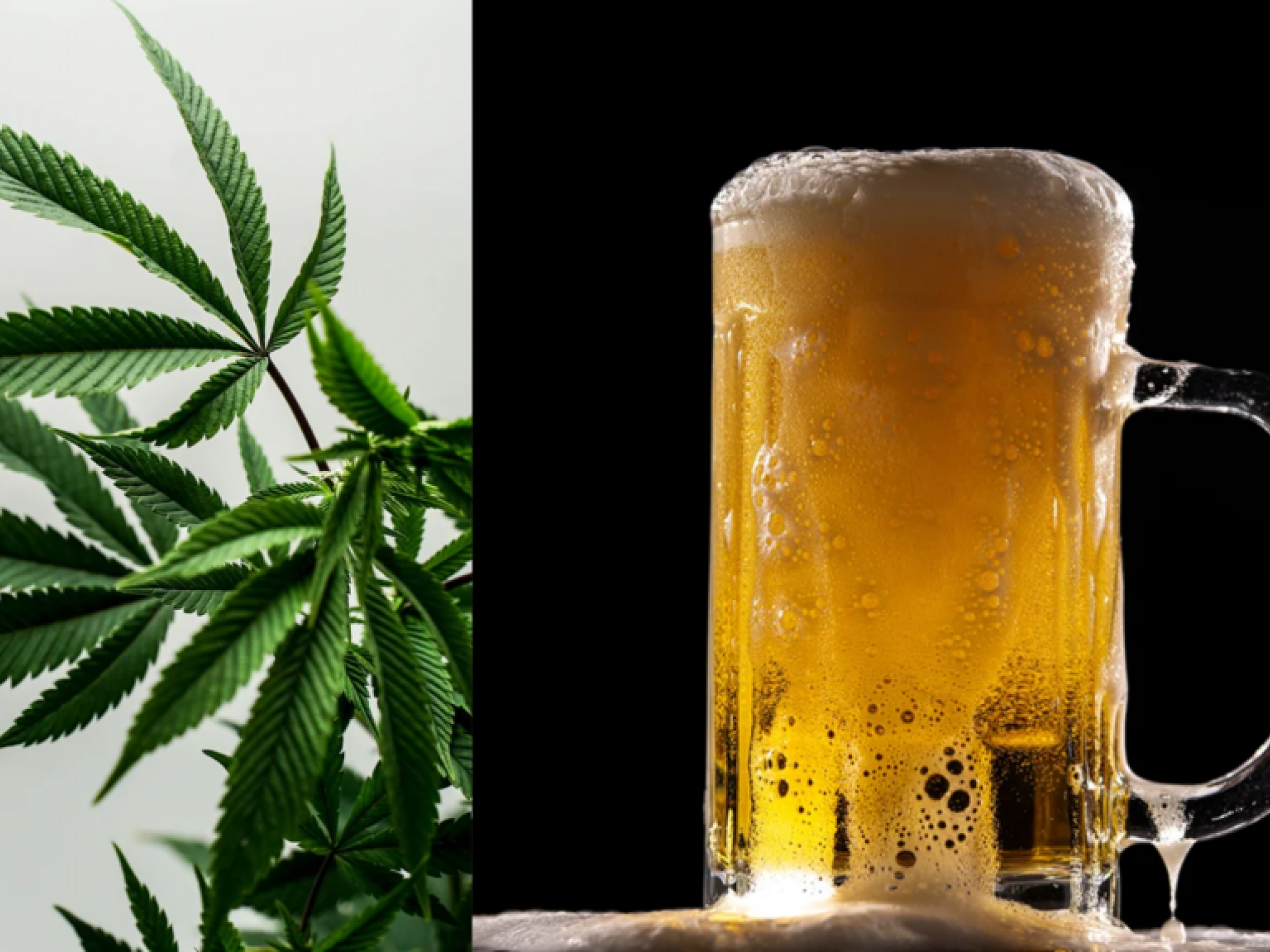 맥주업계 협회, 캘리포니아 주지사의 대마 유래 THC 금지 지지
