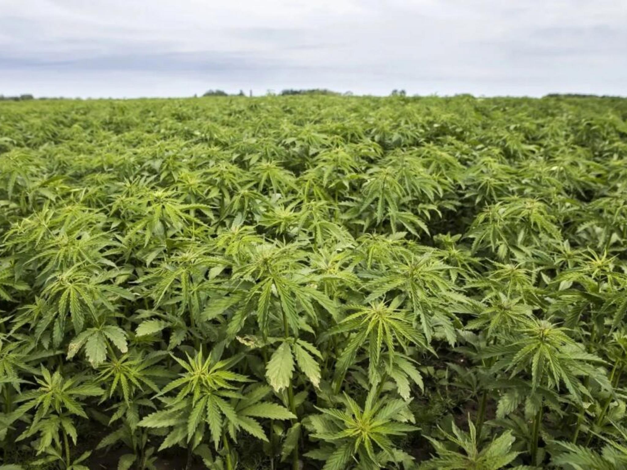 공화당 랜드 폴 의원, 헴프 THC 상한선 3배 상향 법안 발의... 업계 당면 과제 해결 시도
