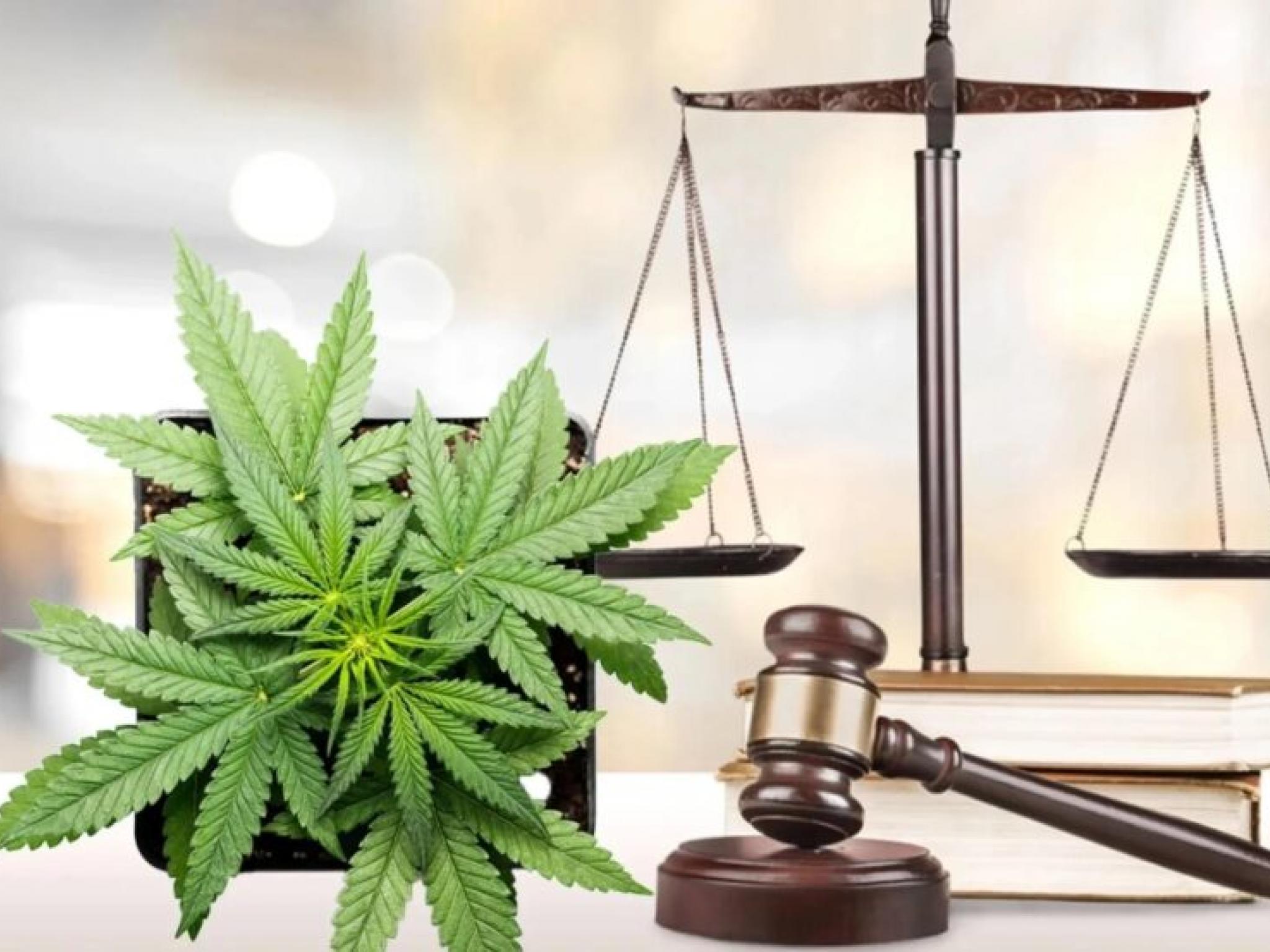 치치와 총 대마초 회사, 헴프 라운드테이블, 뉴섬 주지사의 논란의 대마 THC 금지 저지 위해 법원에 제소