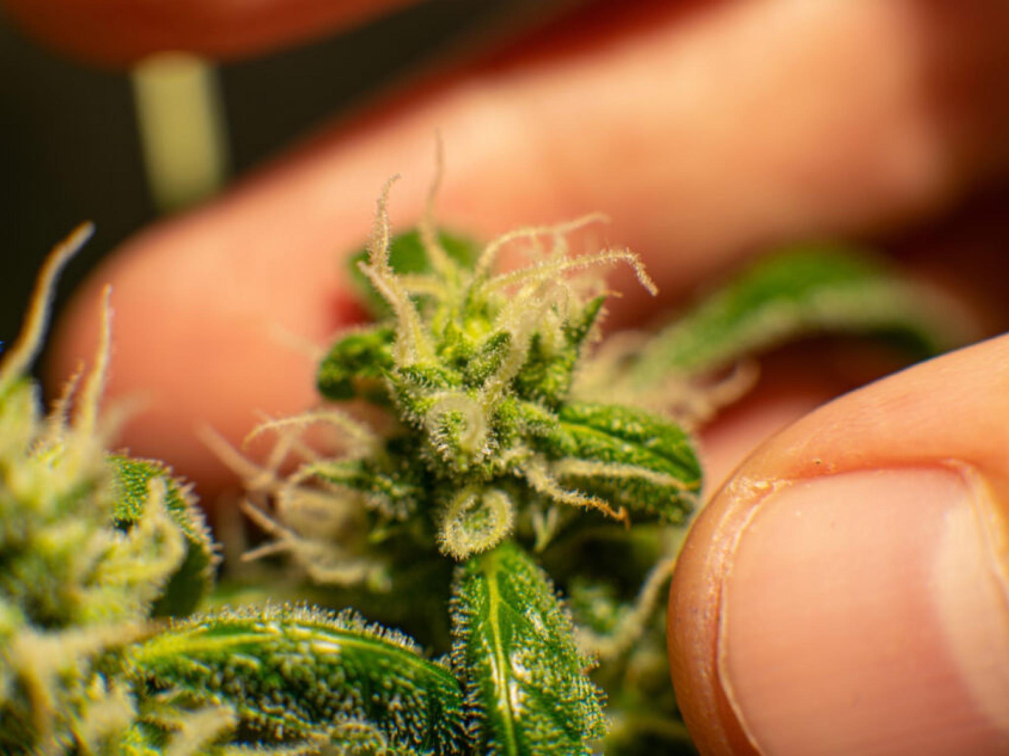 이탈리아 법원, CBD 마약류 지정 중단... 업계 