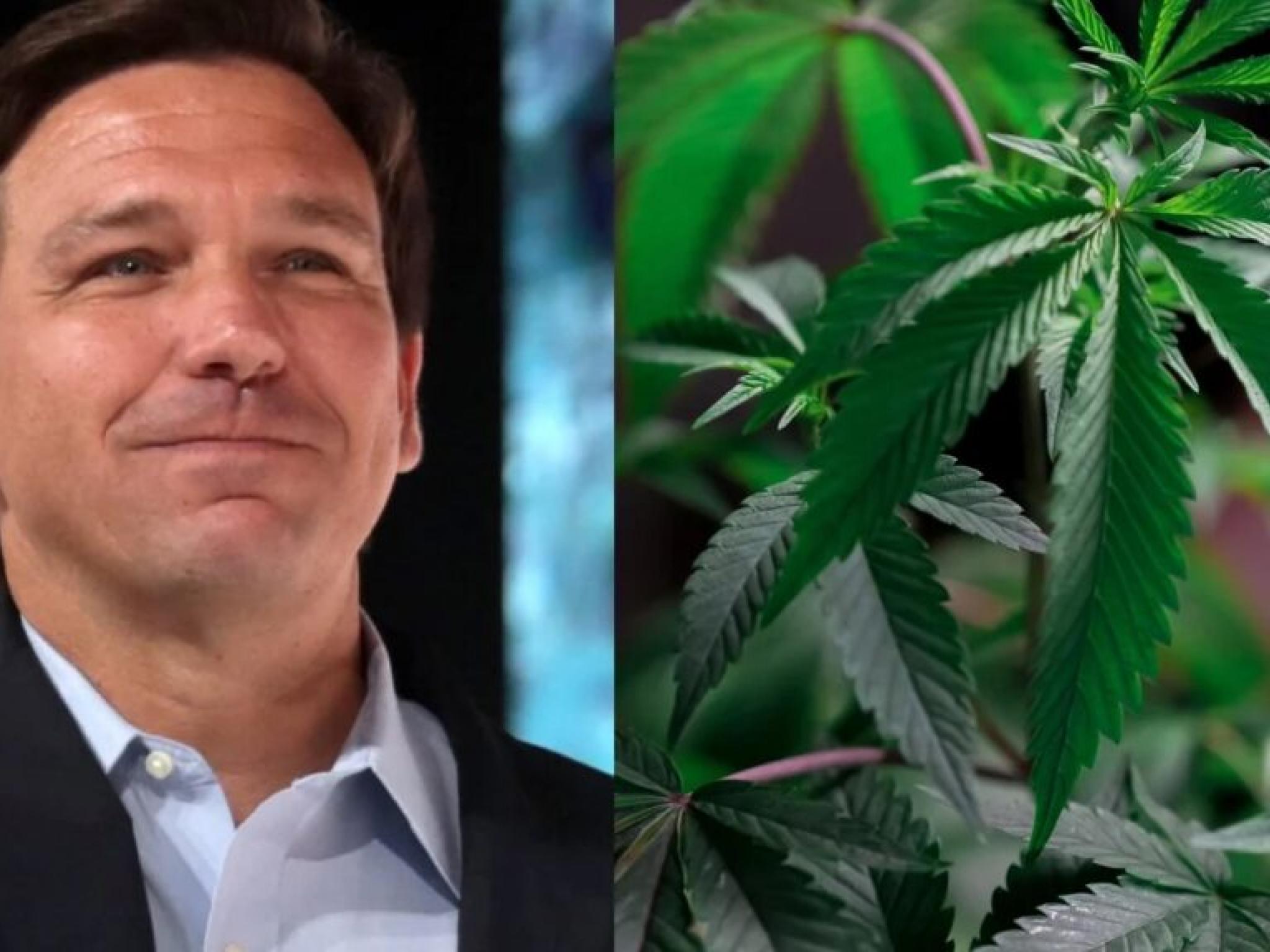  hemp-donations-fuel-desantis-and-florida-gops-charge-against-weed-legalization-new-findings 