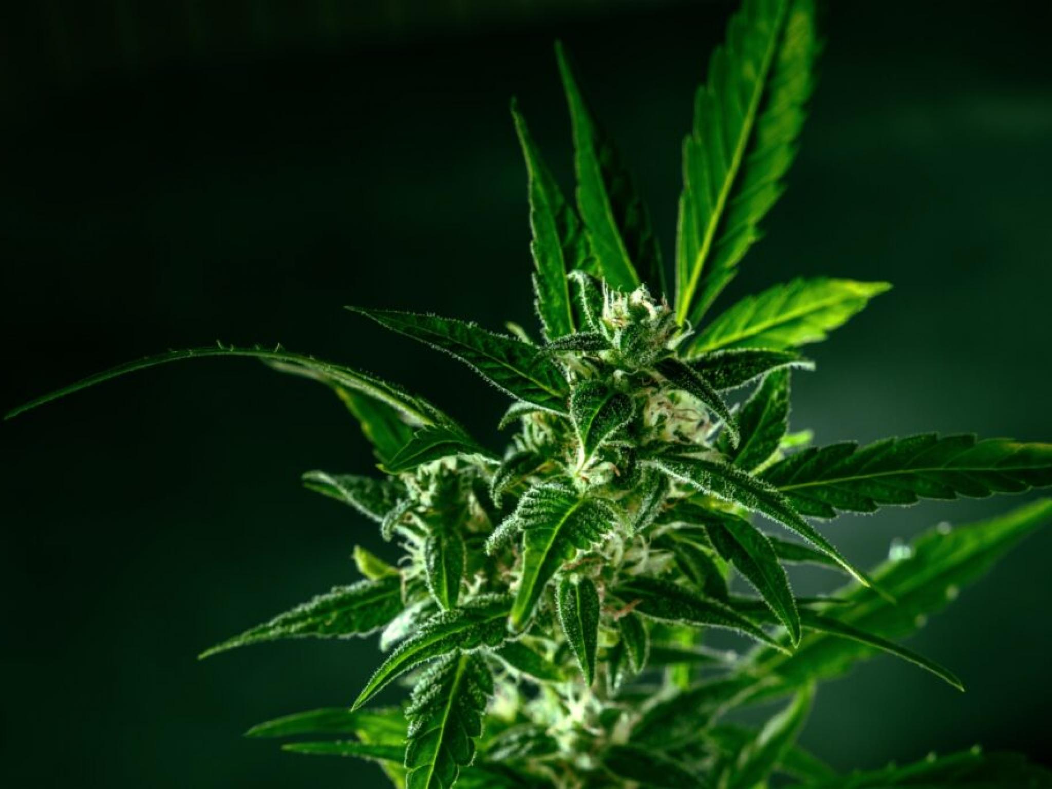CBD 오브 덴버, 매출 증가 보고...독일 분사 계획 연기