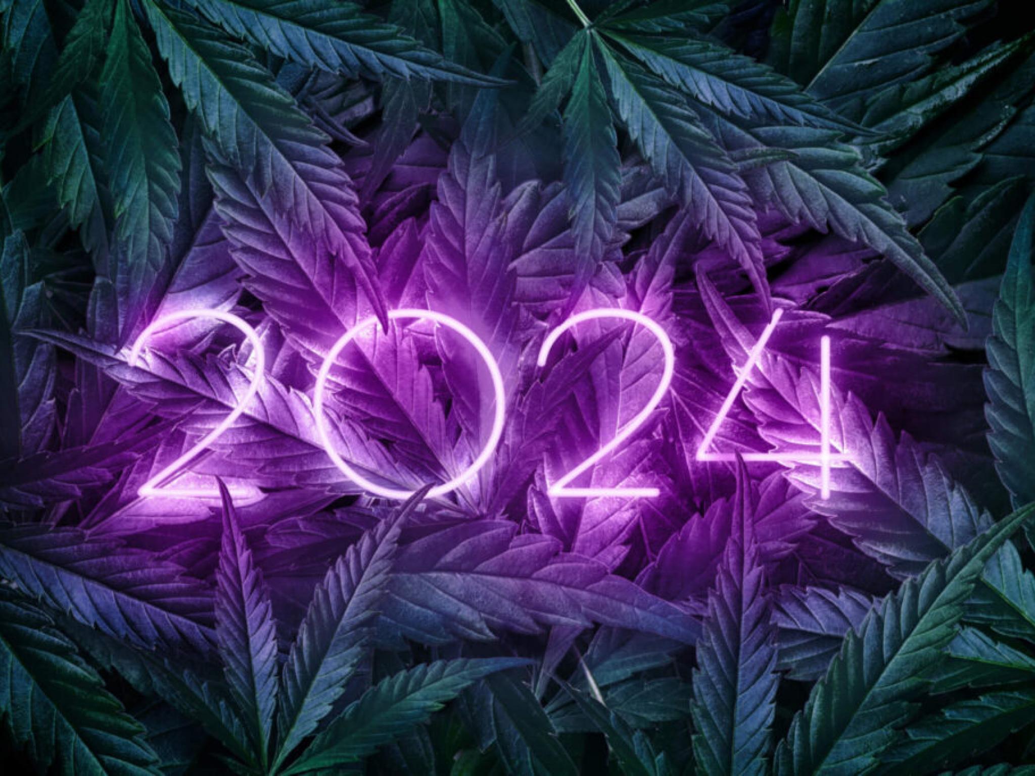 2024년 대마초 개혁: 말은 많았지만 실행은 없었다