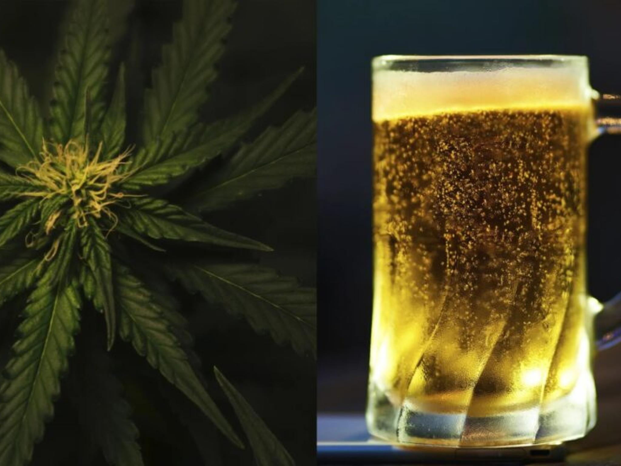  is-cannabis-replacing-beer-canadian-study-links-weed-legalization-to-drop-in-alcohol-sales 