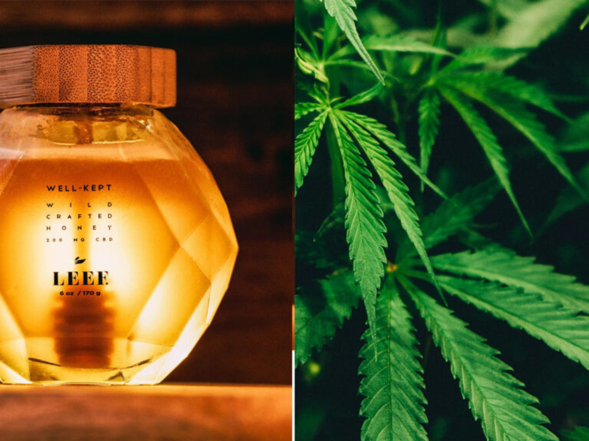  eco-friendly-cbd-honey-hits-shelves-leef-brands-sustainable-sweets-for-health-enthusiasts 