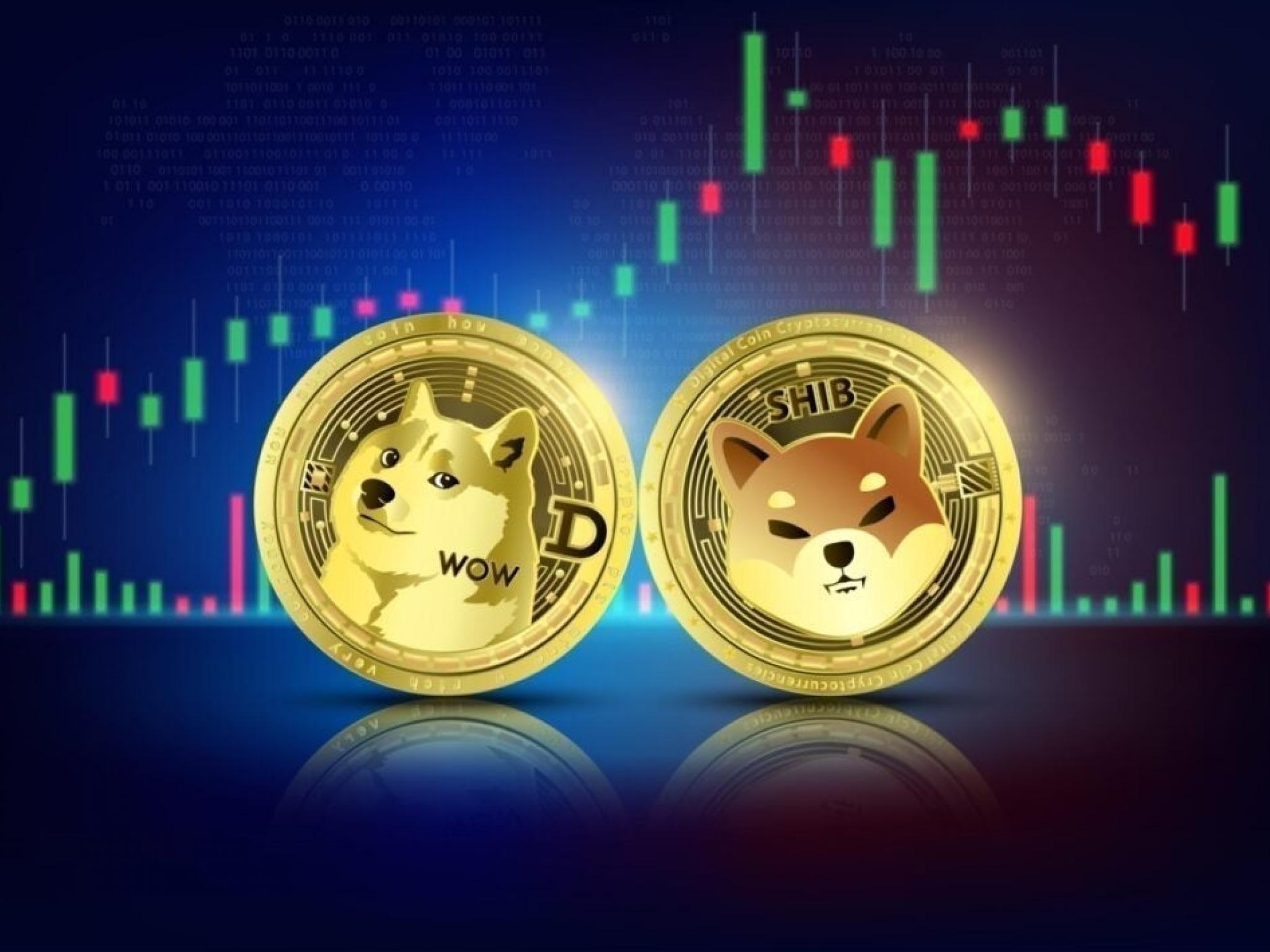 도지코인·시바이누 24시간 새 10% 급락...기술적 반등 기대감은 여전