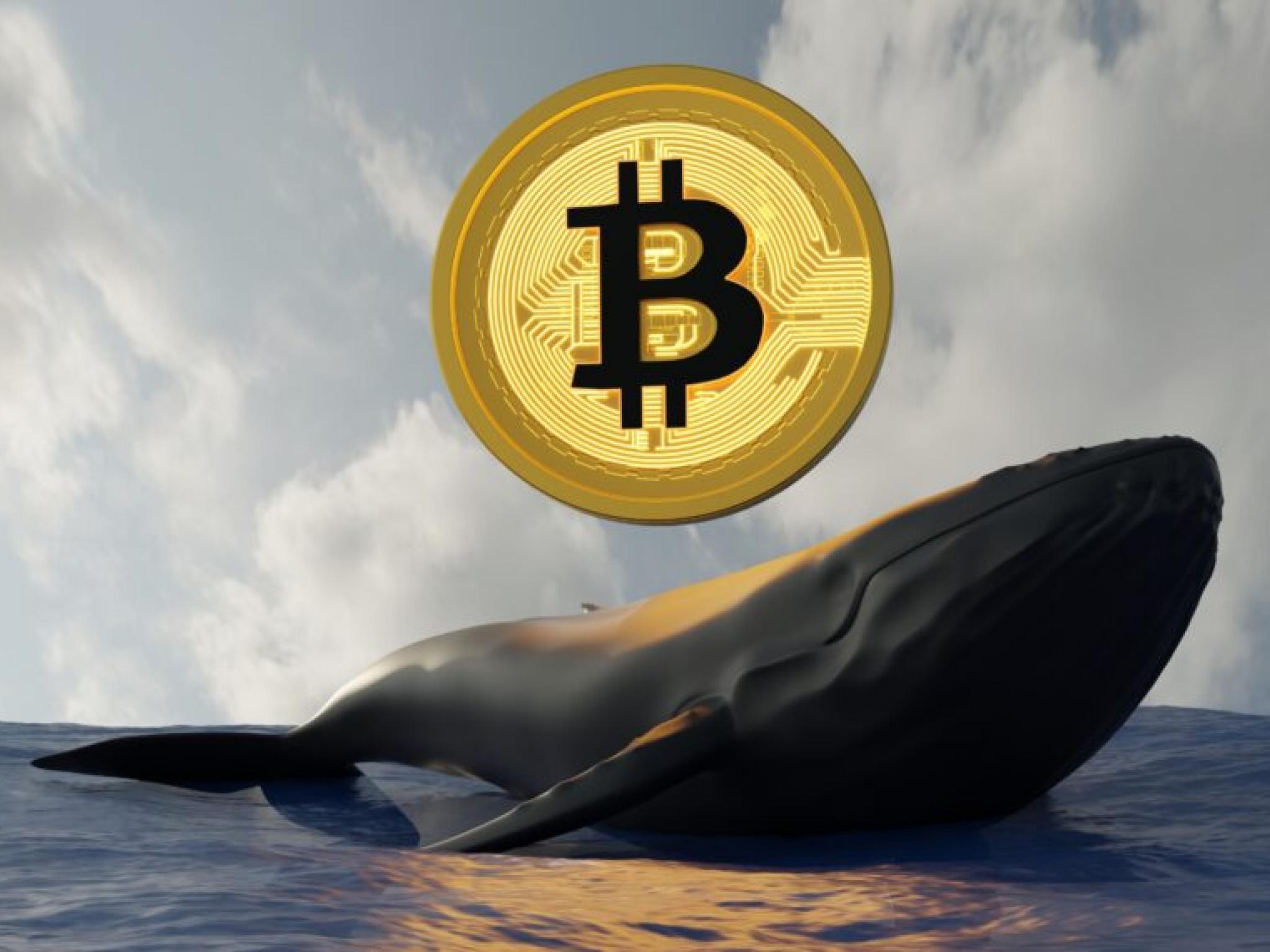 10년 묵은 비트코인 고래 깨어나... 2억달러 BTC 이동, 수익률 11만%