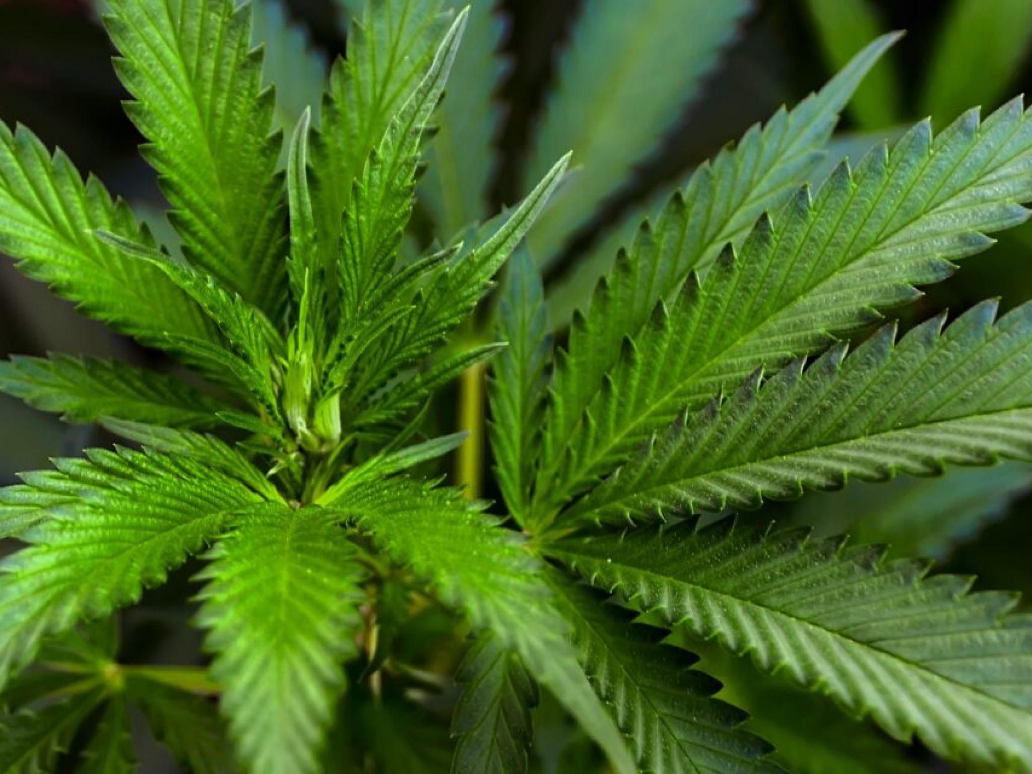  while-investors-chase-mondays-tilray-canopy-and-aurora-rally-a-potential-federal-shift-could-redefine-cannabis-growth-fundamentals 