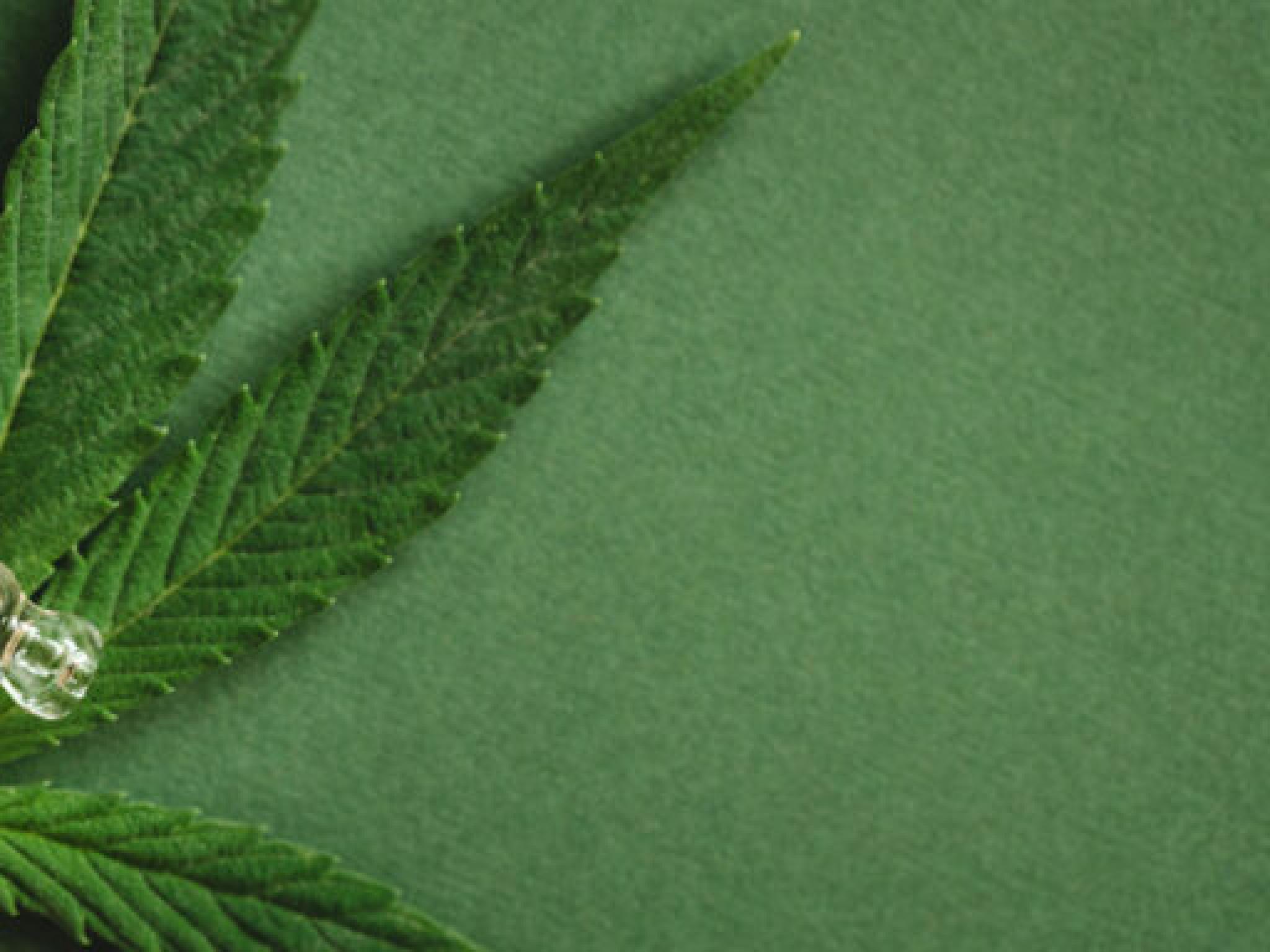 4 actions de cannabis enregistrent des gains de dynamisme même si le Congrès recriminalise certains produits de THC dans le projet de loi de dépenses