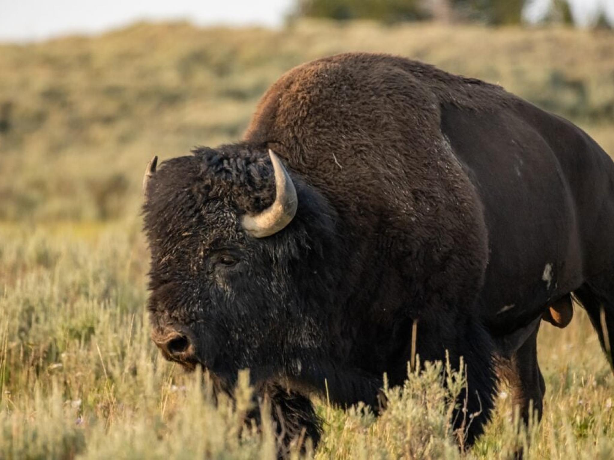 L’administration Trump introduit des hausses de frais pour les parcs nationaux avec la politique “America-First” pour les touristes internationaux