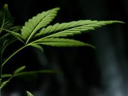  xebra-brands-ceo-jay-garnett-on-upcoming-partnership-opportunities-in-mexico-cannabis-market 