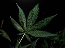  aleafia-health-provides-further-update-on-its-convertible-debt 