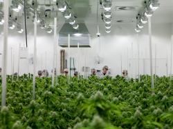  cannabis-20-the-companies-entering-canadas-new-edible-concentrate-topical-market 