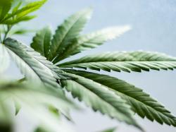  global-cannabis-stocks-decline-87-in-q2-agrify-kushco-among-strongest-cannabis-names-in-june 