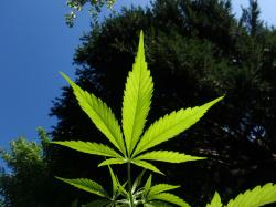 3-cannabis-etfs-for-420