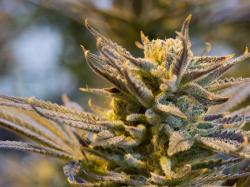  cannabis-countdown-top-10-marijuana-stock-news-stories-of-the-week 