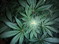  cannabis-countdown-top-10-marijuana-industry-news-stories-of-the-week 