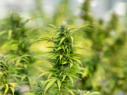  christina-lake-cannabis-shares-up-on-third-quarter-495-gross-revenue-growth-qoq 