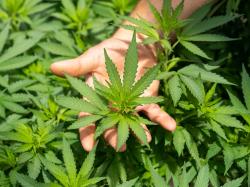  the-green-organic-dutchman-to-debut-on-cse-poised-to-enter-us-cannabis-market 