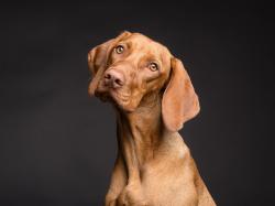 Will Chewy's Stock Rally Continue After Earnings?