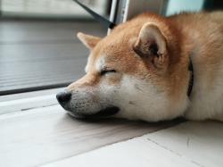 opinion-the-doge-days-are-over-you-invested-in-dogecoin-now-what