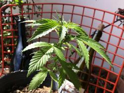  the-week-in-cannabis-big-pharma-makes-moves-diddy--wahlberg-go-after-cbd-medicine-man-continues-ma-spree 