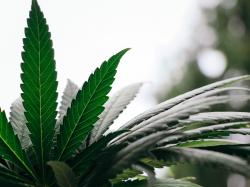  curaleaf-ayr-wellness-gage-cannabis-and-three-others-added-to-green-market-report-cannabis-company-index-after-rough-second-quarter-for-weed-stocks 