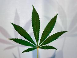  cannabis-movers--shakers-medmen-green-check-verified-beatrice-society-looppool 