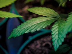  michigan-marijuana-operator-gage-growth-opens-2nd-dispensary-in-kalamazoo-11th-in-the-state 