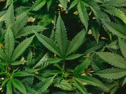  cannabis-co-cresco-labs-posts-record-q1-revenue-of-178m 