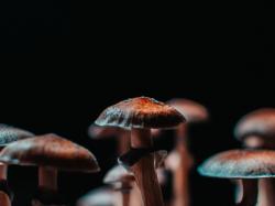  novamind-to-conduct-phase-ii-psilocybin-trial-for-major-depressive-disorder 