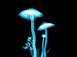  psychedelics-stock-mycotopia-on-the-move-following-loi-to-merge-with-eiventures-in-360m-transaction 