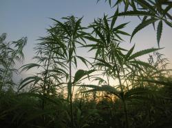  cannabis-reit-iip-reports-q3-revenue-growth-57-yoy-28-higher-dividends 
