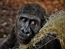 5-stocks-to-consider-for-world-gorilla-day