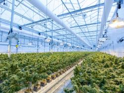  entourage-health-stock-slightly-up-after-revealing-third-consecutive-quarter-of-qoq-revenue-growth-and-expansion-of-saturday-cannabis-brand-into-quebec 