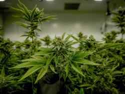  flowr-corp-debuts-in-israeli-cannabis-market-with-first-marijuana-shipment 