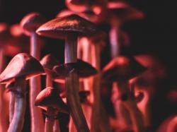  psyence-filament-strike-magic-mushroom-product-licensing-agreement-what-you-need-to-know 