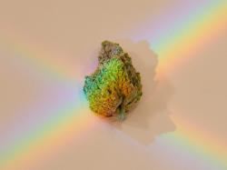  the-weed-strains-that-made-420 