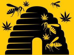  hemp-eating-bees-dont-age-very-quickly-but-what-about-hemp-eating-humans 