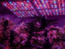  can-you-grow-autoflowers-with-leds 