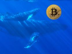 Richest Bitcoin Whale Now On Massive Accumulation Spree