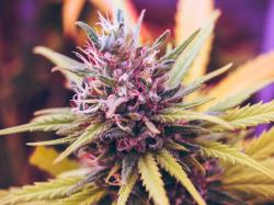  cannabis-company-vext-science-secures-222m-credit-facility 