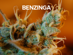 marijuana-company-of-america-appoints-marco-guerrero-as-hempsmart-advisor