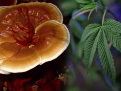  galexxy-acquires-cbd--functional-mushroom-health-supplements-manufacturer-wellbeing-farms 