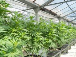  pharmacielo-ships-dried-cannabis-flower-to-the-czech-republic-expanding-its-exports-to-eu 